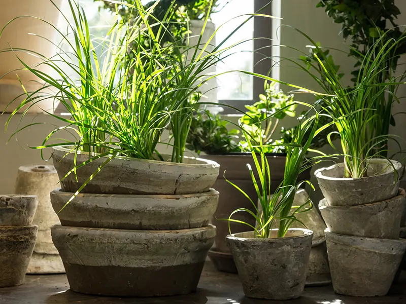 Indoor Plants