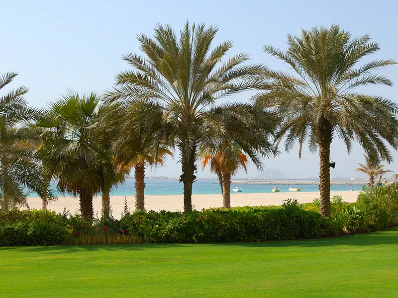 Palms, Trees & Certified Turf Grass
