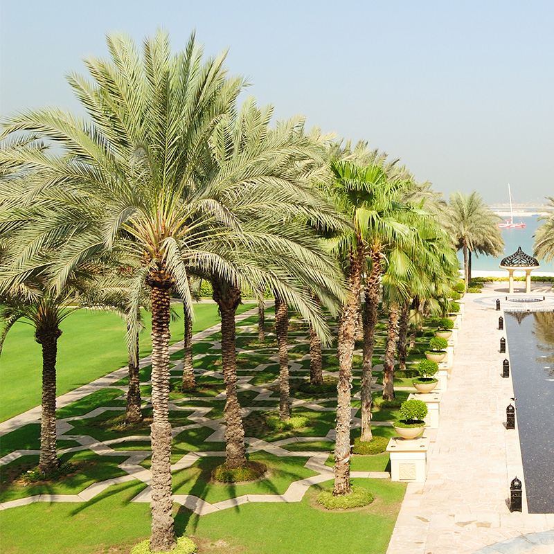 Al Ain (UAE) Oasis, date palm forest Stock Photo, Royalty 